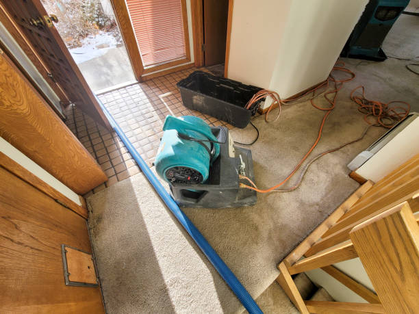 Best Professional water damage repair  in New Martinsville, WV