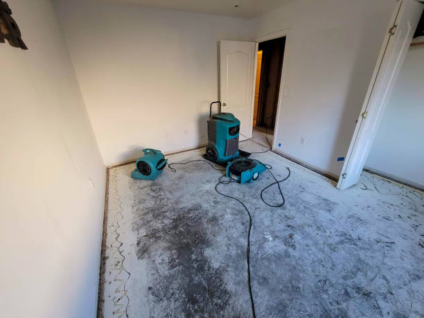 Best Professional water damage repair  in New Martinsville, WV
